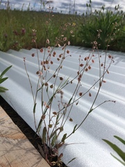 Thysanocarpus
