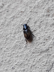 Chilothorax