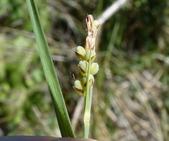 Carex hassei