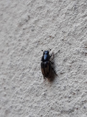 Chilothorax