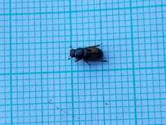 Chilothorax