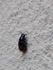 Chilothorax