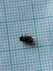 Chilothorax