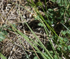Carex hassei