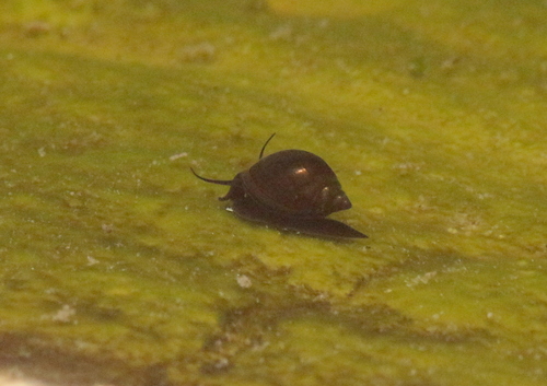 Acute Bladder Snail