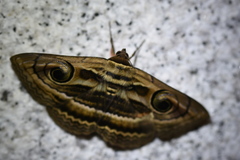 Spirama helicina
