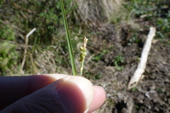Carex hassei