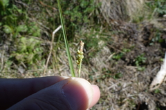 Carex hassei