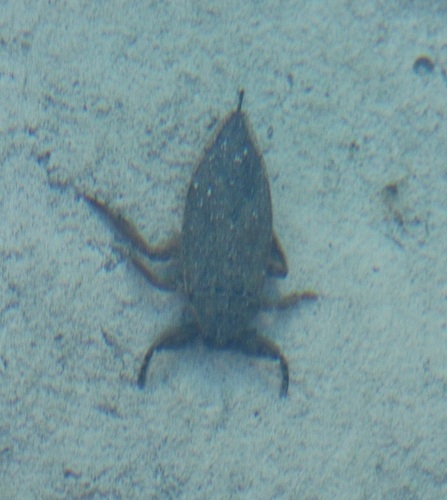 Lethocerus medius