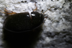 Hydrochara affinis