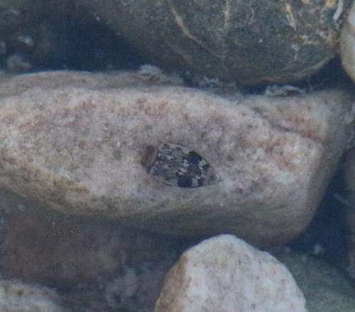 Laccophilus fasciatus terminalis