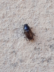 Chilothorax