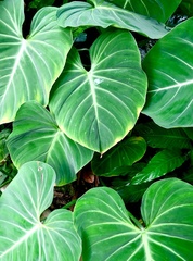 Philodendron gloriosum
