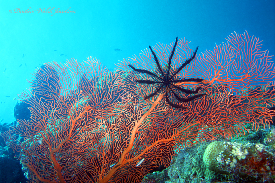 Giant Sea Fan