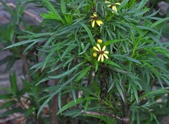 Senecio rudbeckiifolius