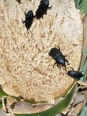 Scyphophorus yuccae