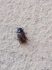 Chilothorax