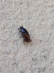 Chilothorax