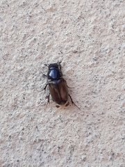 Chilothorax