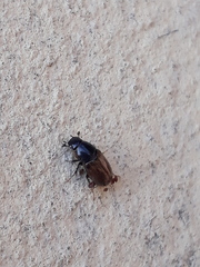 Chilothorax