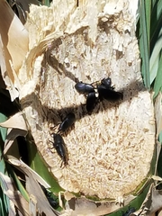 Scyphophorus yuccae