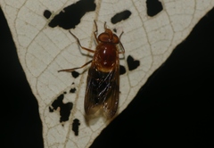 Volucella linearis