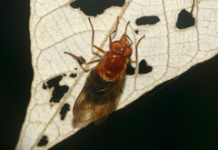 Volucella linearis