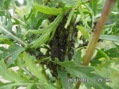 Metopeurum fuscoviride