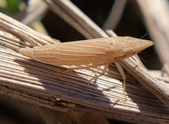 Draeculacephala septemguttata