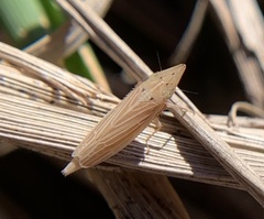 Draeculacephala septemguttata