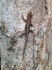 Cnemaspis mysoriensis