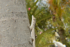 Anolis bonairensis