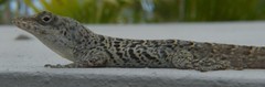 Anolis bonairensis