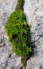 Pseudocrossidium revolutum