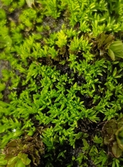 Pseudocrossidium revolutum