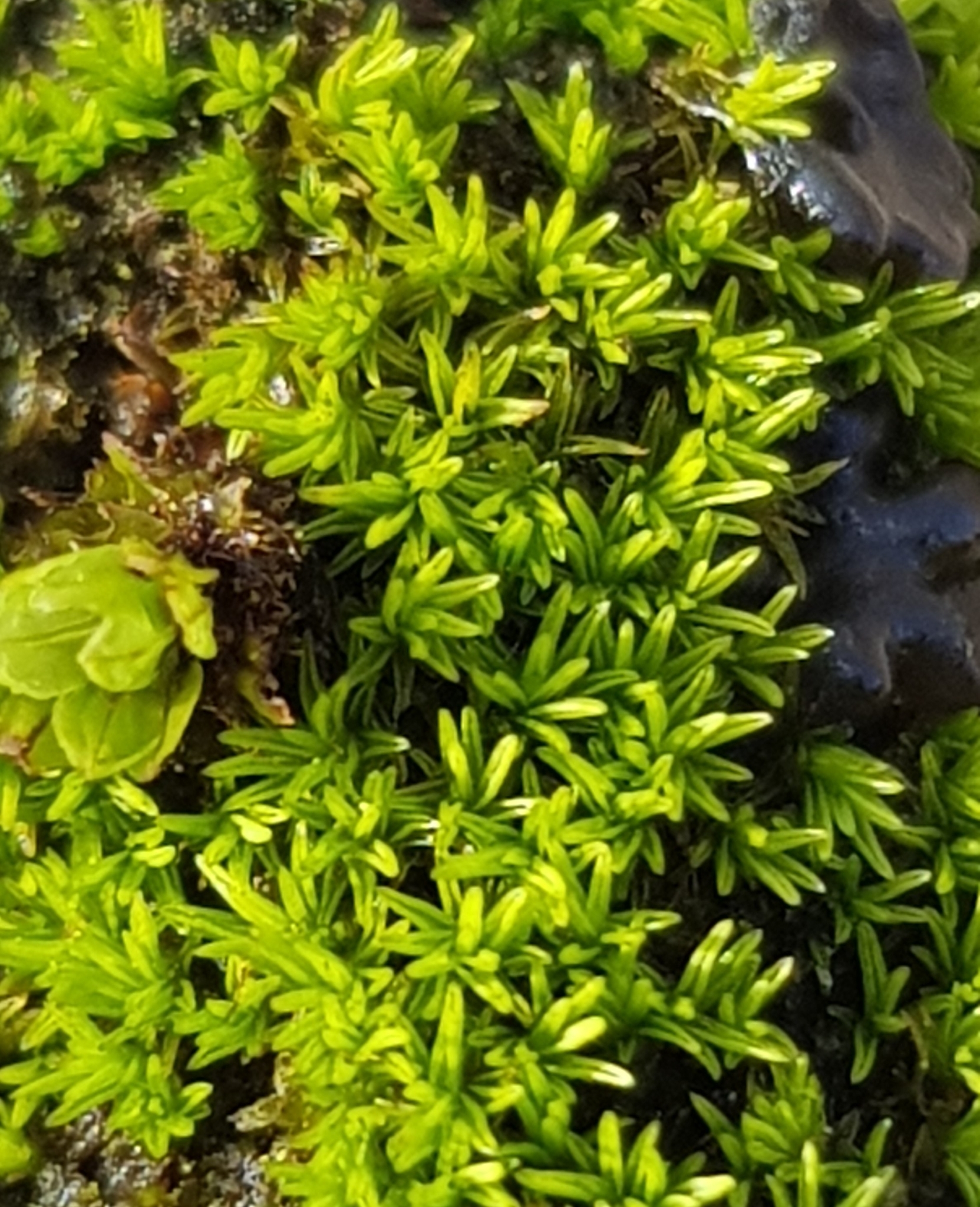 Pseudocrossidium revolutum