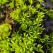 Revolute Beard-Moss - Photo (c) Helen Waterman, some rights reserved (CC BY), uploaded by Helen Waterman