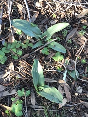 Piperia