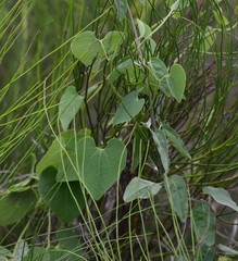 Aristolochia argentina