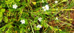 Arenaria soratensis