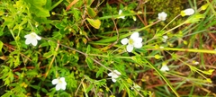 Arenaria soratensis