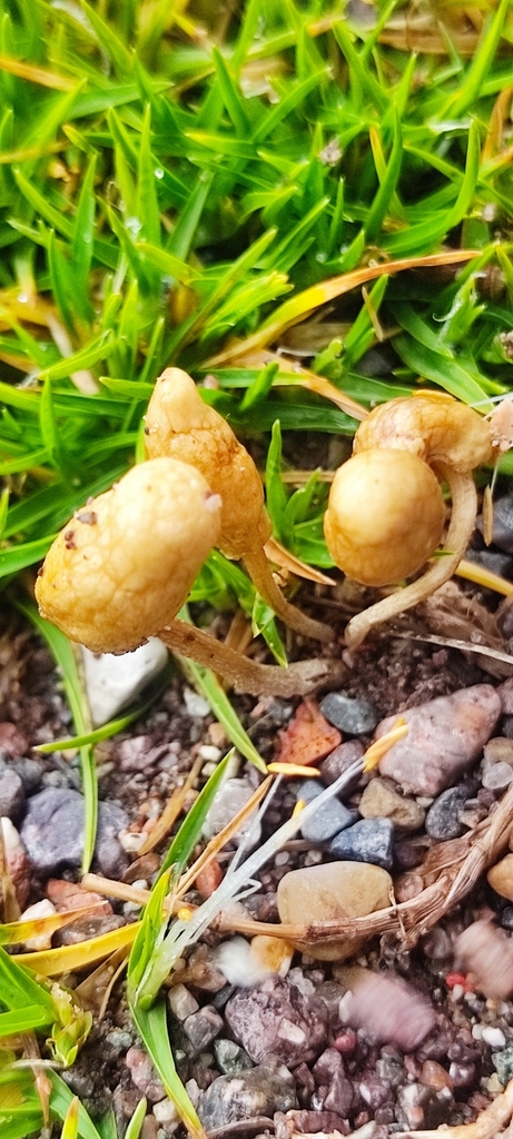 Leratiomyces cucullatus · February 2022 · photo: © floroortizcontreras (iNaturalist, cc-by)
