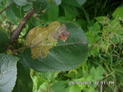 Aporia crataegi