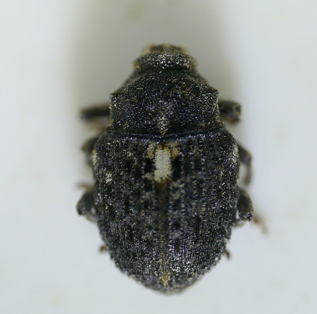 Phrydiuchus