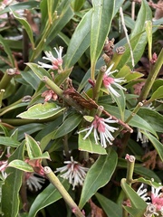 Sarcococca hookeriana