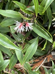 Sarcococca hookeriana