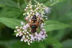 Eristalis pertinax