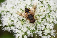 Eristalis pertinax