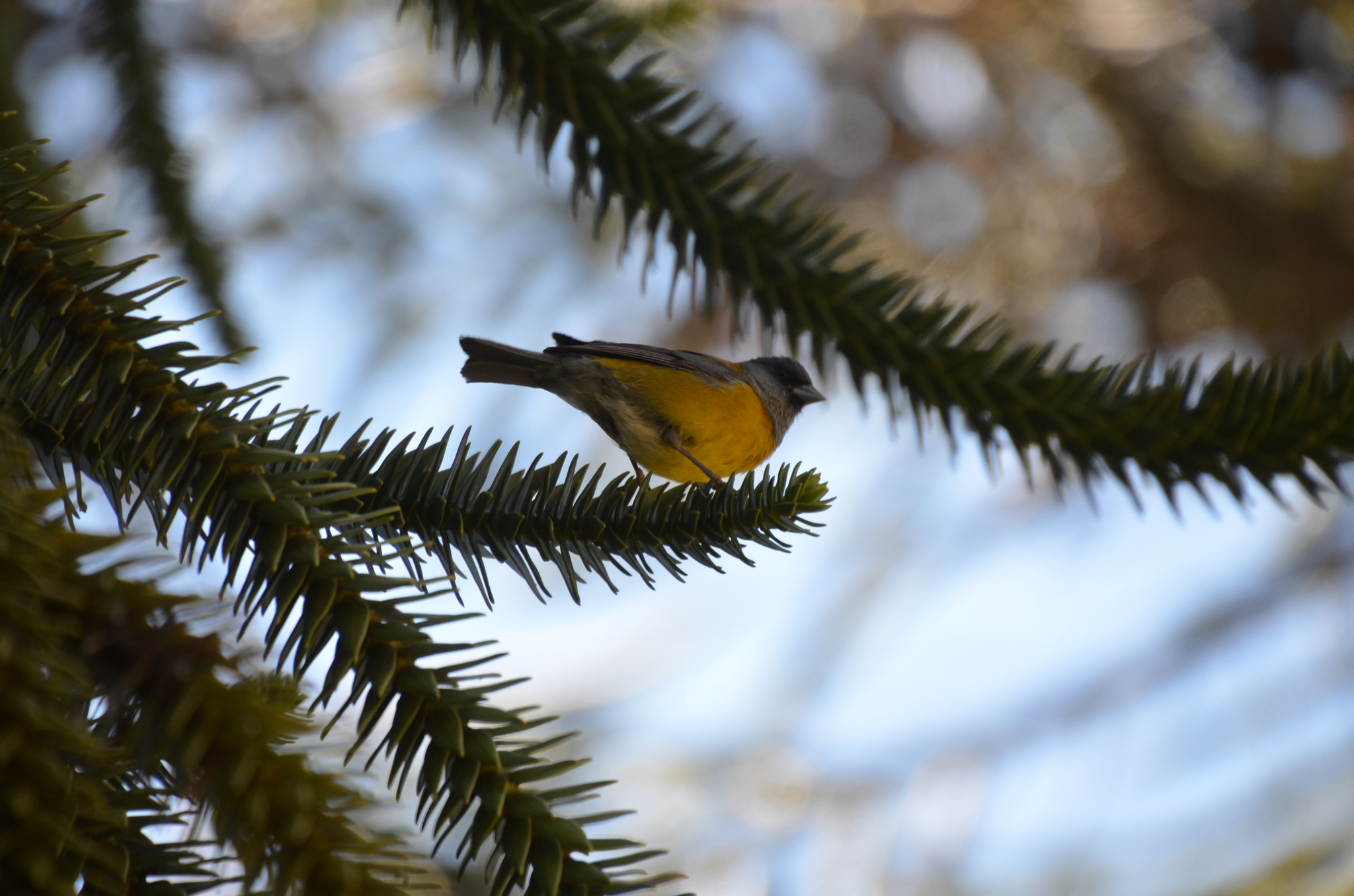 Patagonian Sierra Finch illustration