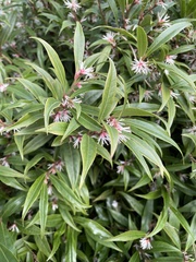 Sarcococca hookeriana